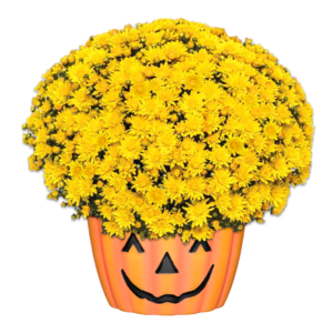 12" Mum Pumpkin Pot Tribeca Yellow