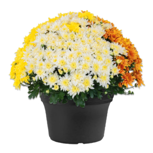 14" Mum Planter Mumbo Mantle