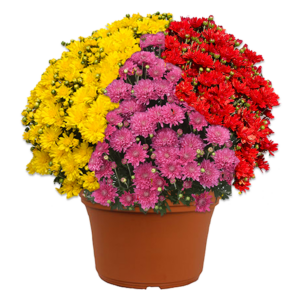 14" Mum Planter Mumbo Stellar #1