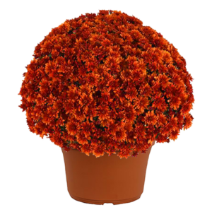 14" Mum Planter Sweet Potato Pie Bronze
