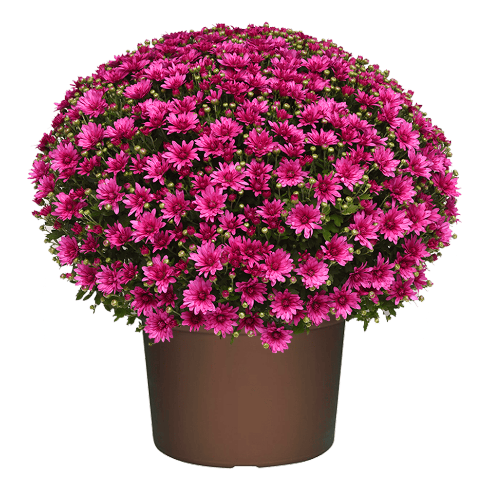 花 mumu. 14