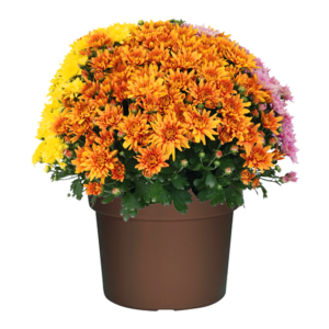 14" Mum Planter Mumbo Robinson