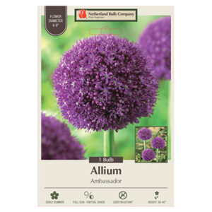 Allium Ambassador Bulb 1PP