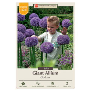 Allium Gladiator Bulb 4PP