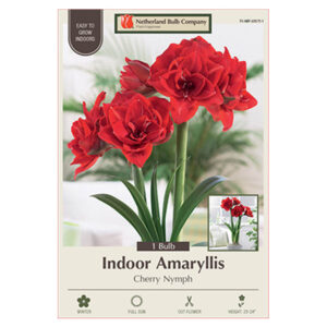 Amaryllis Cherry Nymph Bulb 34CM