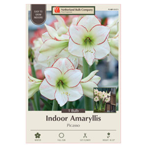 Amaryllis Picasso Bulb 30CM