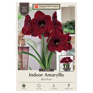 Amaryllis Bulb 34CM - Red Pearl