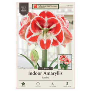 Amaryllis Bulb Samba 34CM