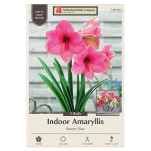 Amaryllis Sweet Star Bulb 34CM