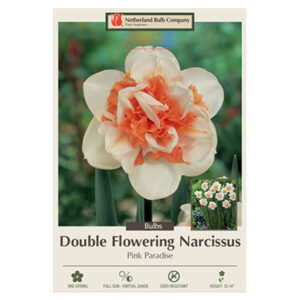 Daffodil Pink Paradise Bulb 7PP
