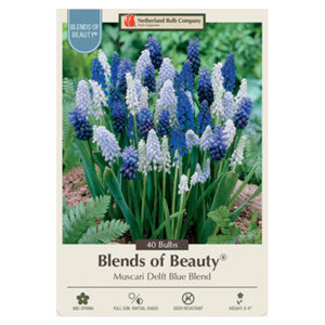 Muscari Delft Blue Blend Bulb 40PP