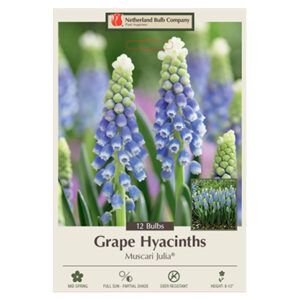 Muscari Grape Hyacinth Julia Bulb 12PP