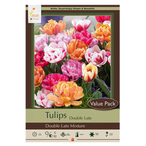 Tulip Double Late Mixture Bulb 16PP