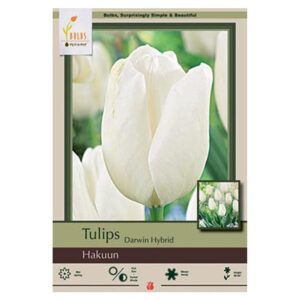 Tulip Hakuun Bulb 7PP