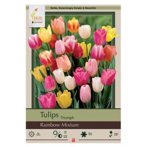 Tulip Rainbow Mix Bulb 16PP