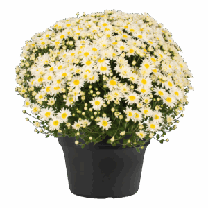 12" Mum Planter Edith White