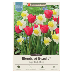 Daffodil & Tulip Sugar Rush Blend Bulb 15PP
