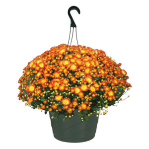 10" Hanging Basket Mum Dazzling Stacy Orange