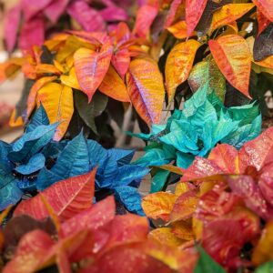 Custom Dyed & Glittered Poinsettia Pot