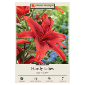 Asiatic Lily Red County Bulb 2PPK