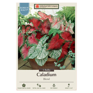 Caladium Fancy Leaf Blend Bulb 5PPK