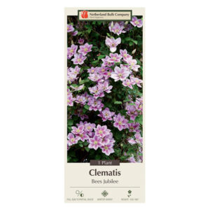 Clematis Bees Jubilee Box 1PPK