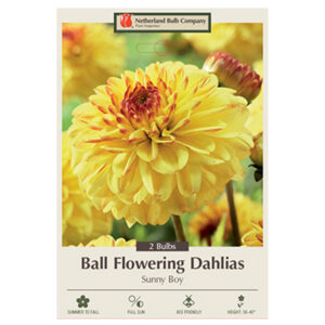 Dahlia Ball Sunny Boy Bulb 2PPK