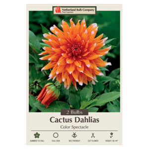 Dahlia Cactus Color Spectacle Bulb 2PPK