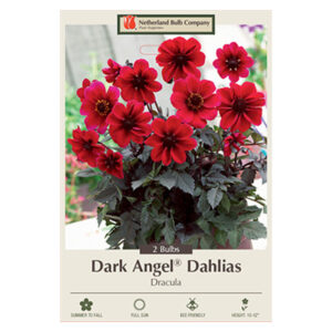 Dahlia Dark Angel Dracula Bulb 2PPK