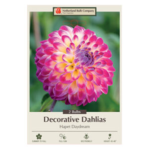 Dahlia Decorative Hapet Daydream Bulb 2PPK