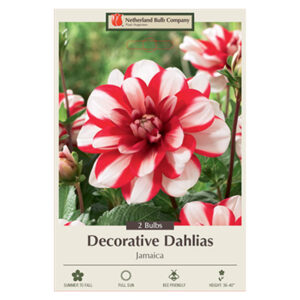 Dahlia Decorative Jamaica Bulb 2PPK