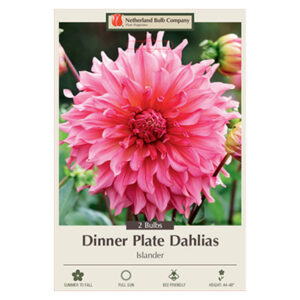 Dahlia Dinner Plate Islander Bulb 2PPK