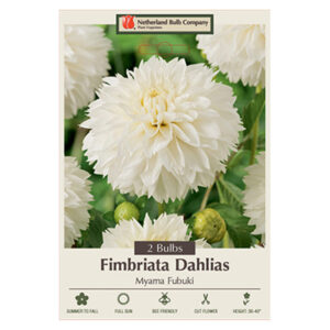 Dahlia Fimbriata Myama Fubuki Bulb 2PPK