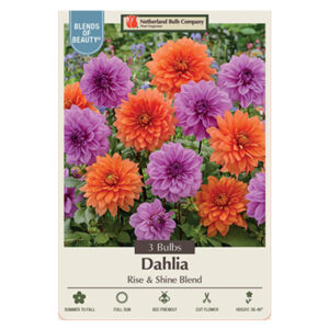 Dahlia Rise & Shine Blend Bulb 3PPK