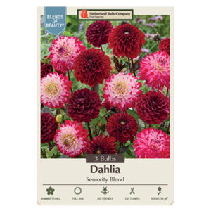 Dahlia Seniority Blend Bulb 3PPK