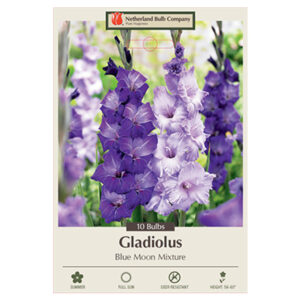 Gladiolus Blue Moon Mix Bulb 10PPK