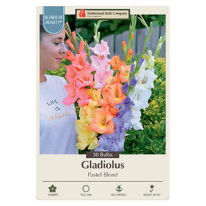 Gladiolus Pastel Blend Bulb 30PPK