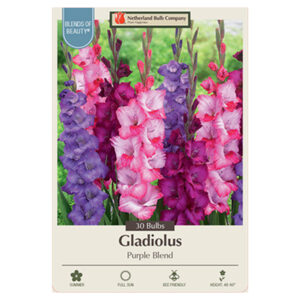 Gladiolus Purple Blend Bulb 30PPK