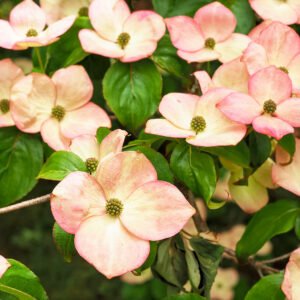 Dogwood Kousa Hybrid - Stellar Pink - 2" Caliper B&B