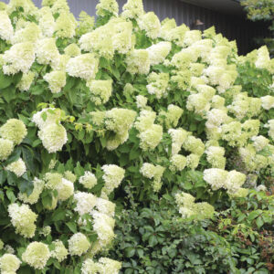 Hydrangea Tree - Limelight - 7 gal