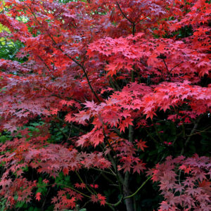 Maple Japanese - Bloodgood - 15 gal