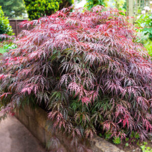 Maple Japanese - Crimson Queen - 10 gal