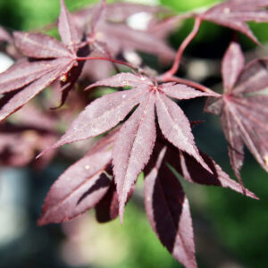 Maple Japanese - Red Emperor I - 20 gal