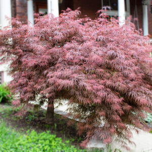 Maple Japanese - Tamukeyama (weeping) - 10 gal
