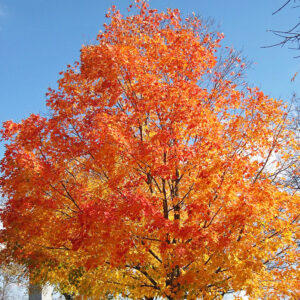 Maple - Sugar - Green Mountain - 7 gal