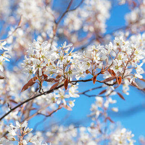 Serviceberry - Lustre - 1.75" Caliper B&B
