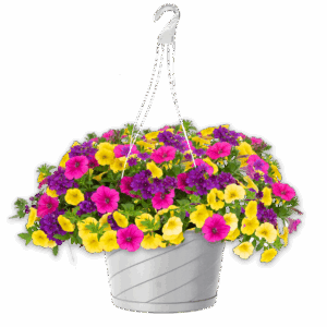12" Hanging Basket Combo - Endurable Beauty
