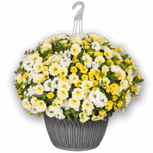 12" Hanging Basket Combo - Sunshine