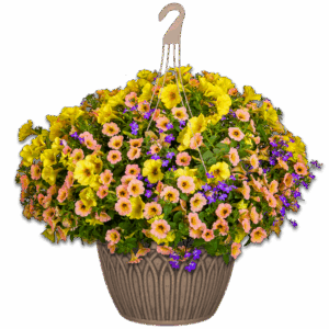 12" Hanging Basket - Island In The Sun