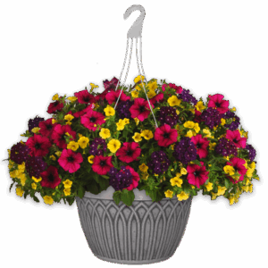 12" Hanging Basket Combo - Bejeweled
